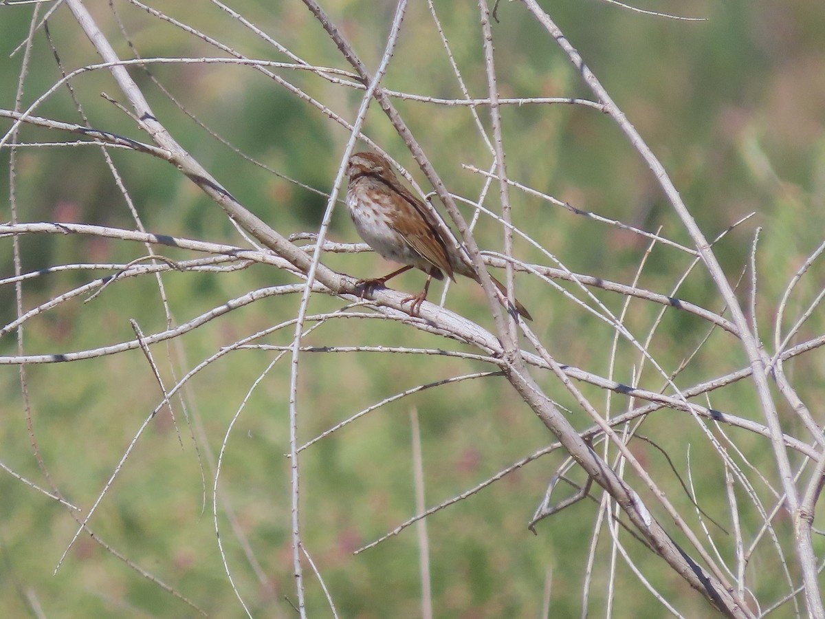 Song Sparrow - ML561810211