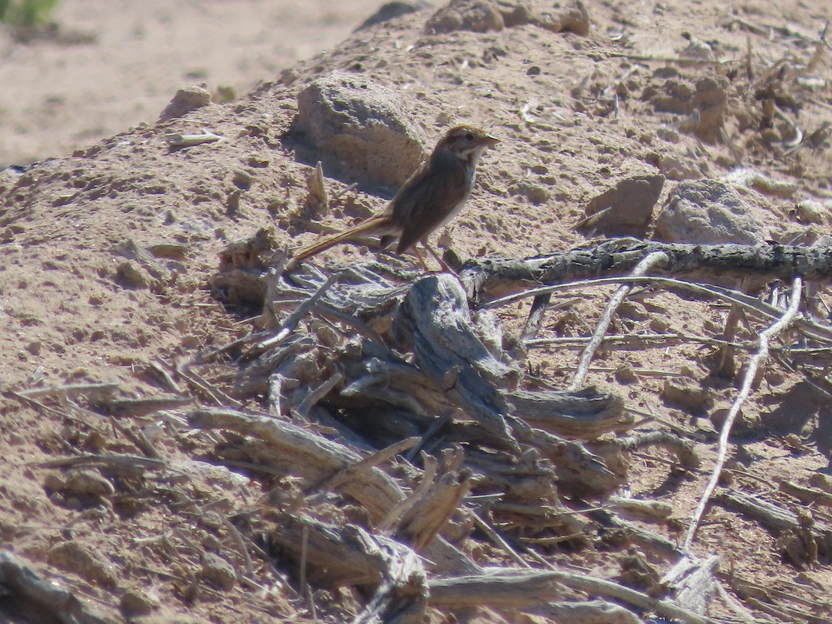 Song Sparrow - ML561810221