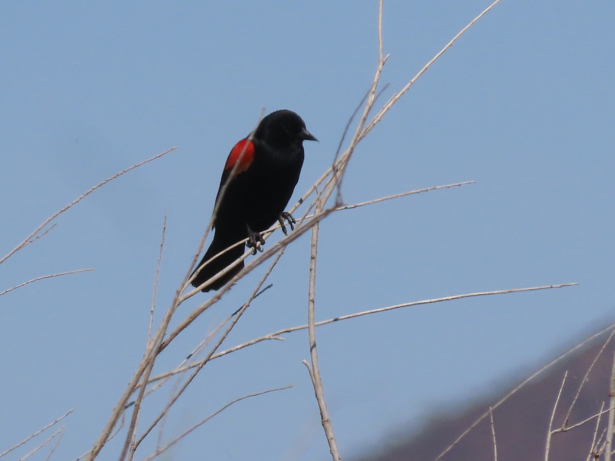 Red-winged Blackbird - ML561810421