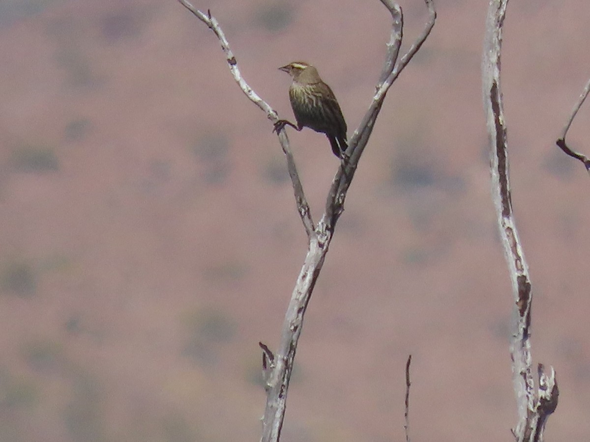 Red-winged Blackbird - ML561810431