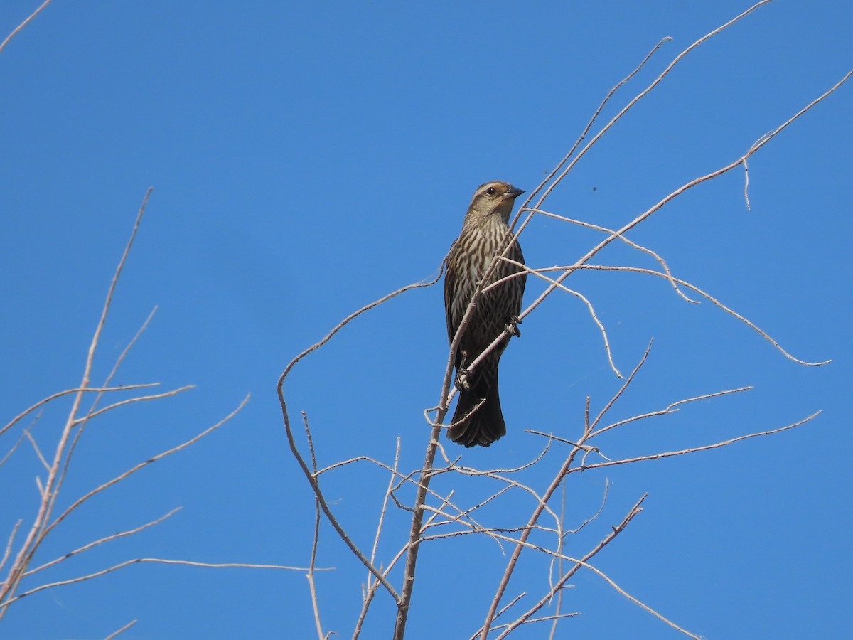 Red-winged Blackbird - ML561810441