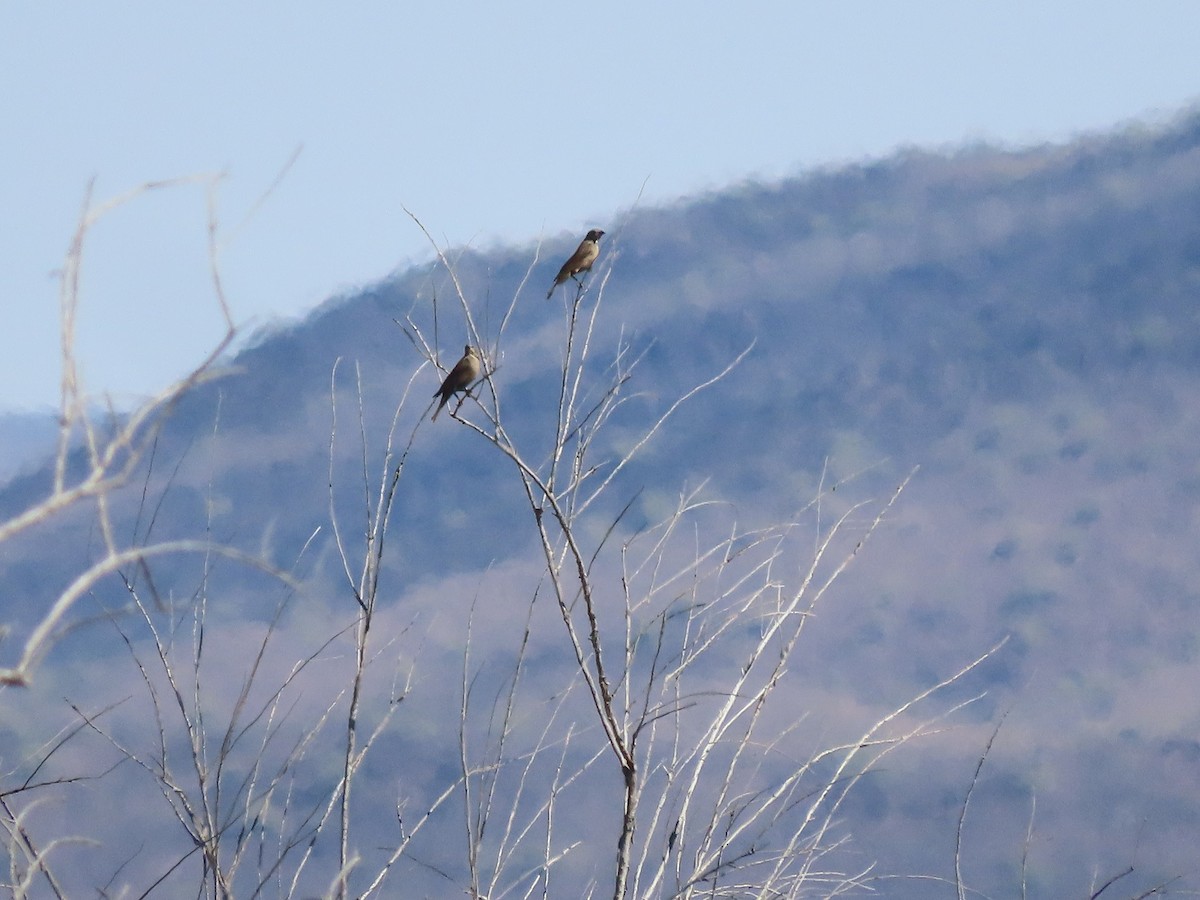 Brown-headed Cowbird - ML561810521