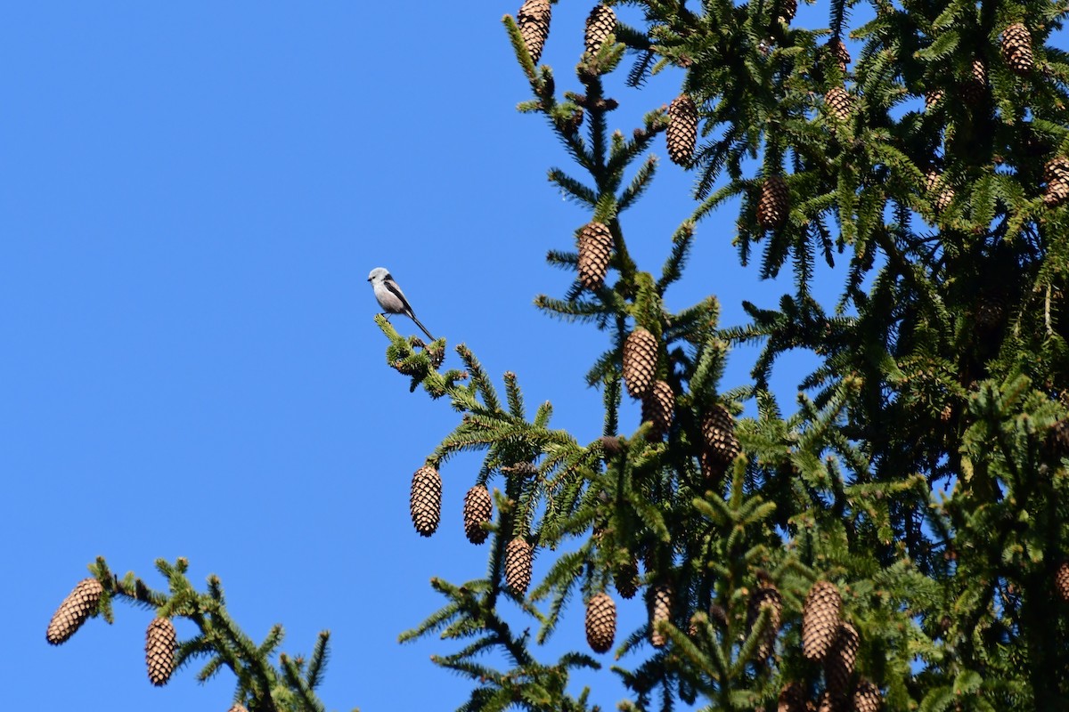Long-tailed Tit - ML561811351