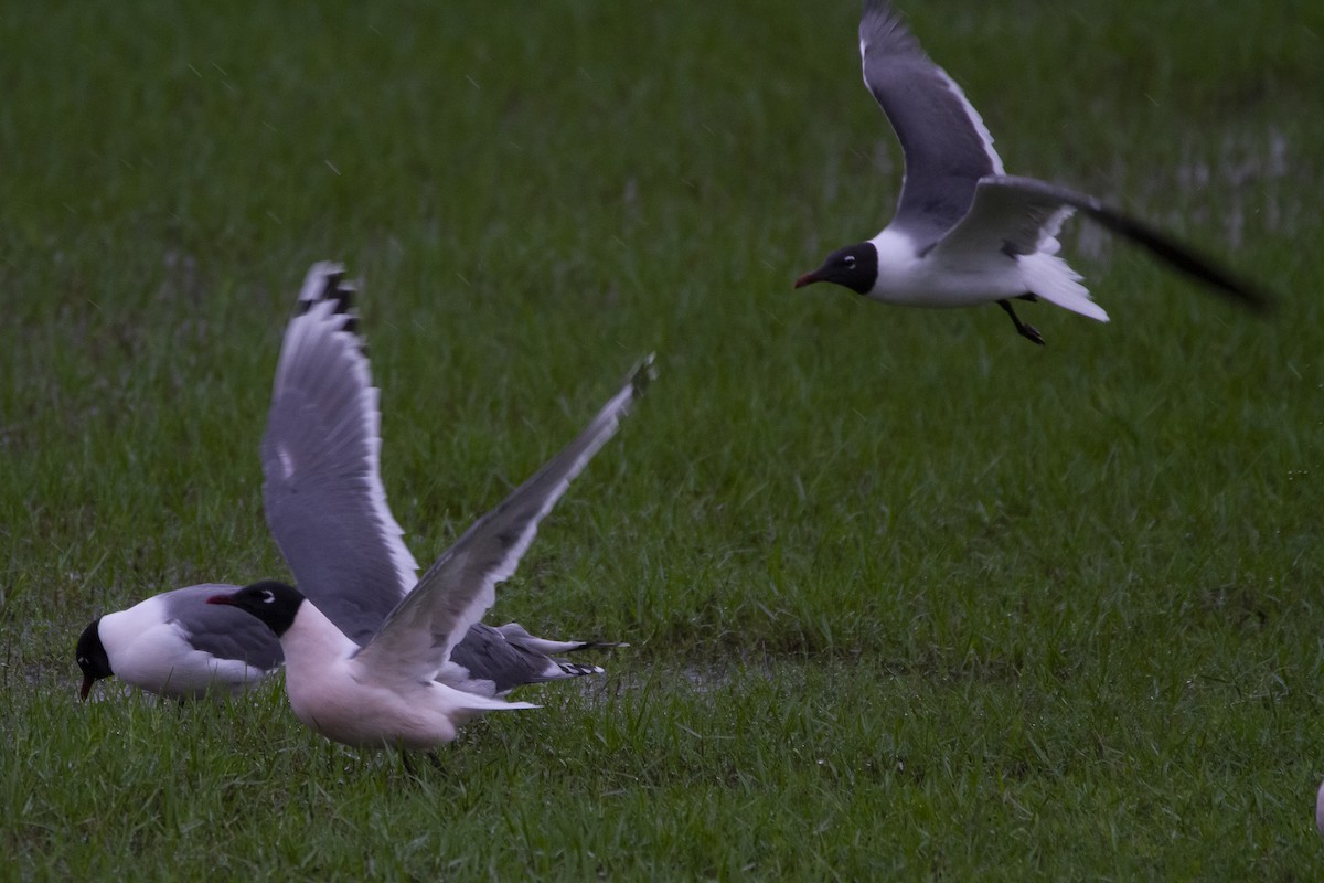 Mouette de Franklin - ML561811461