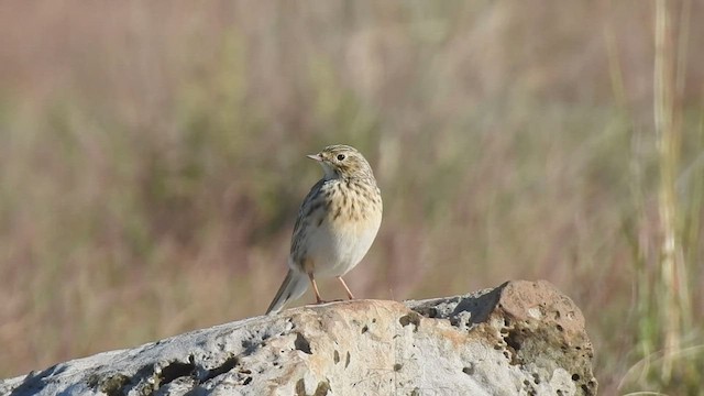 Short-billed Pipit - ML561811691