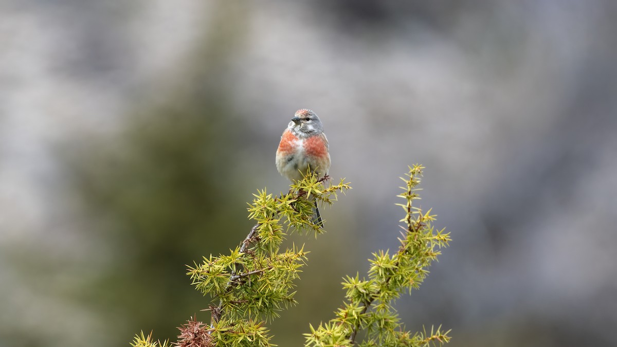 Eurasian Linnet - ML561811921