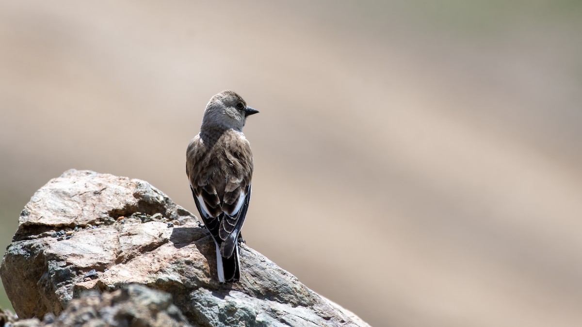 White-winged Snowfinch - ML561812141