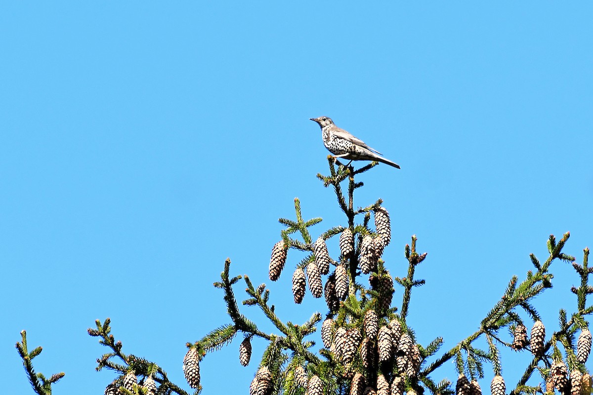 Mistle Thrush - ML561812491