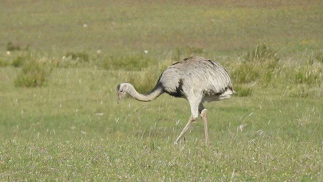 Greater Rhea - ML561813001