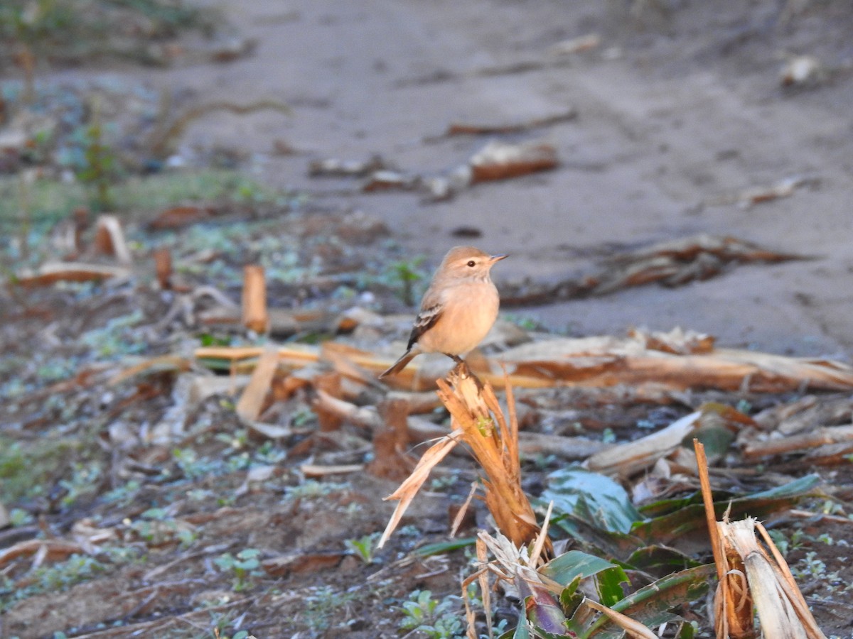 Lesser Shrike-Tyrant - ML561814031