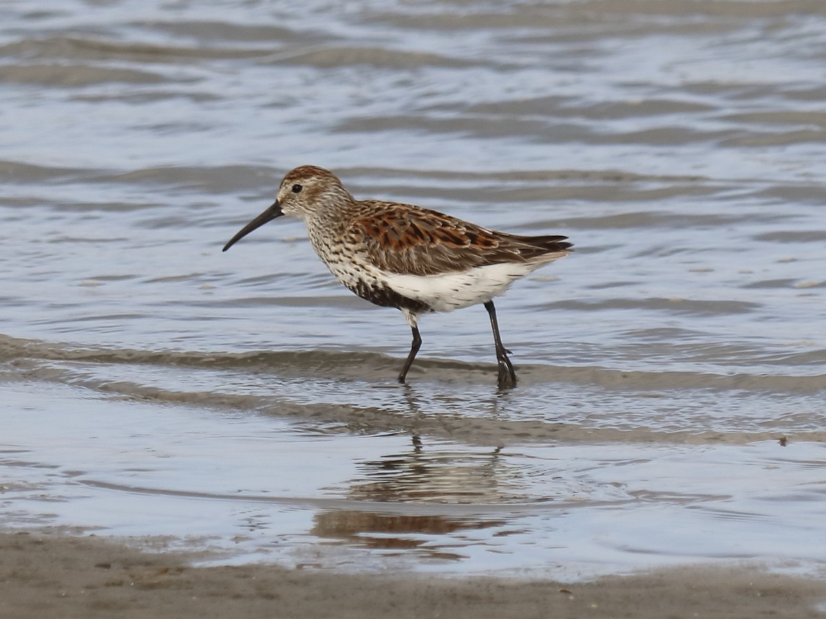 Dunlin - Alta Tanner