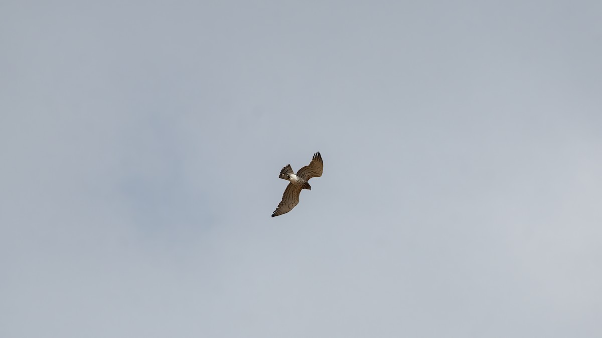Short-toed Snake-Eagle - ML561814861