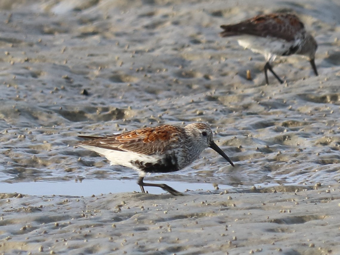 Dunlin - Alta Tanner