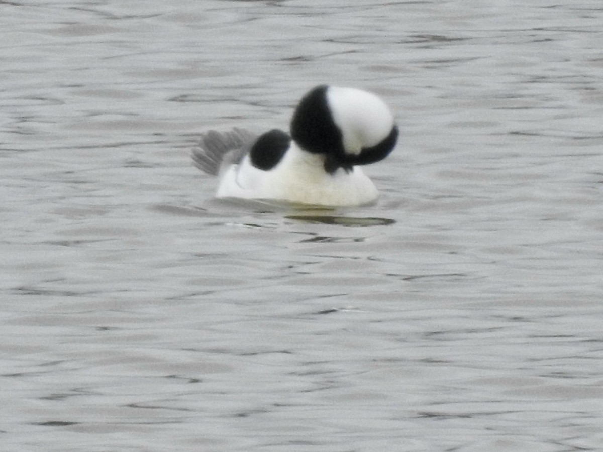 Bufflehead - Richard Lepage