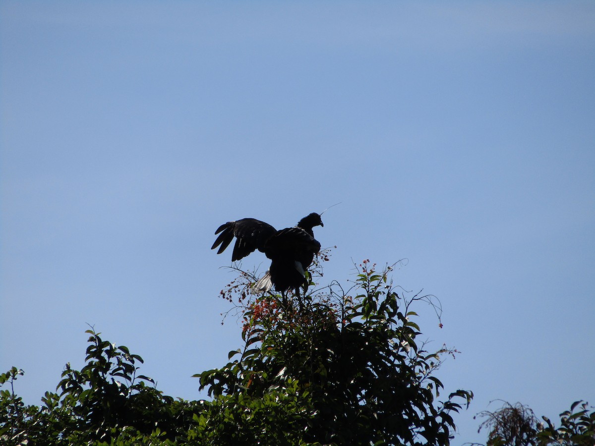 Horned Screamer - ML561816401