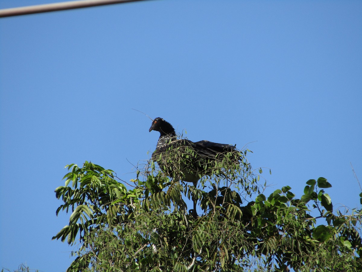 Horned Screamer - ML561816411