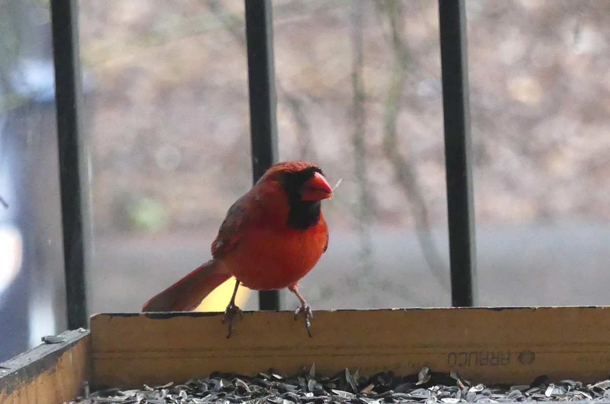 Northern Cardinal - Georges Lachaîne