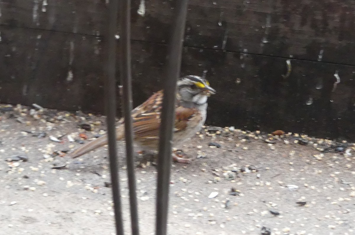 White-throated Sparrow - Georges Lachaîne