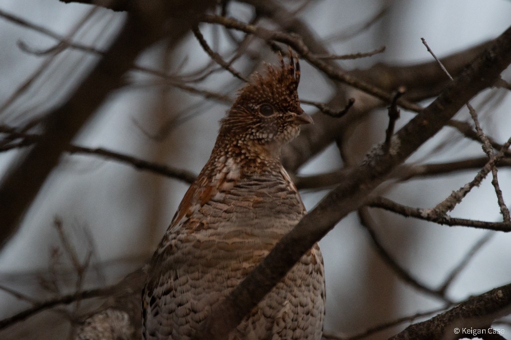 Ruffed Grouse - Keigan Case