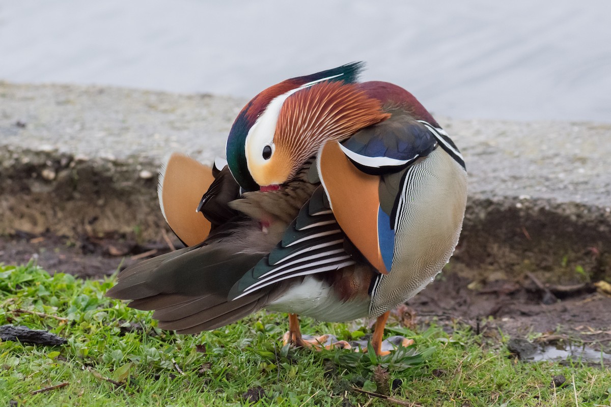 Mandarin Duck - ML561817611