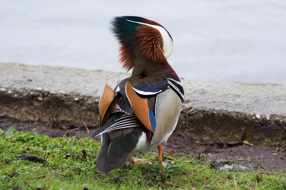 Mandarin Duck - ML561817621