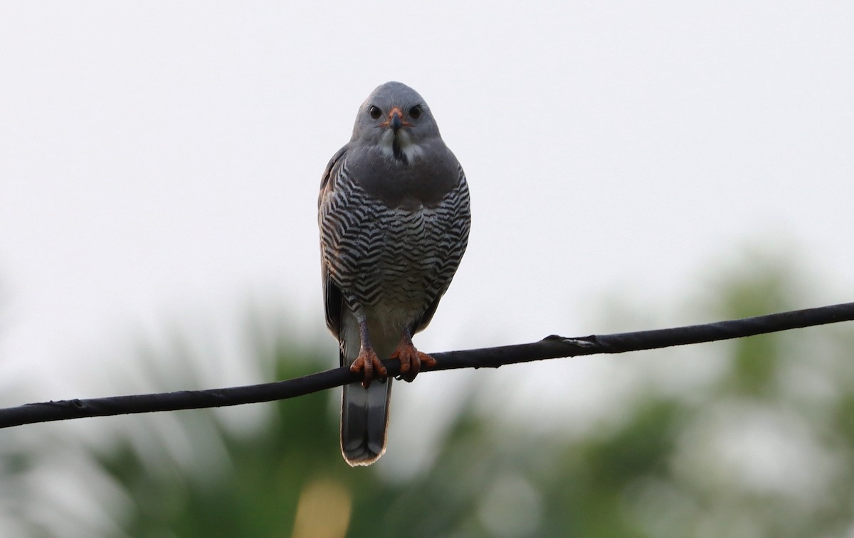 Lizard Buzzard - ML561818071