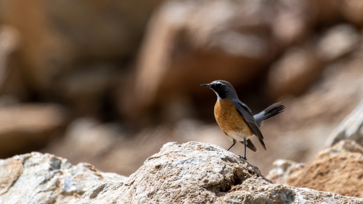 Pettirosso golabianca - ML561818151