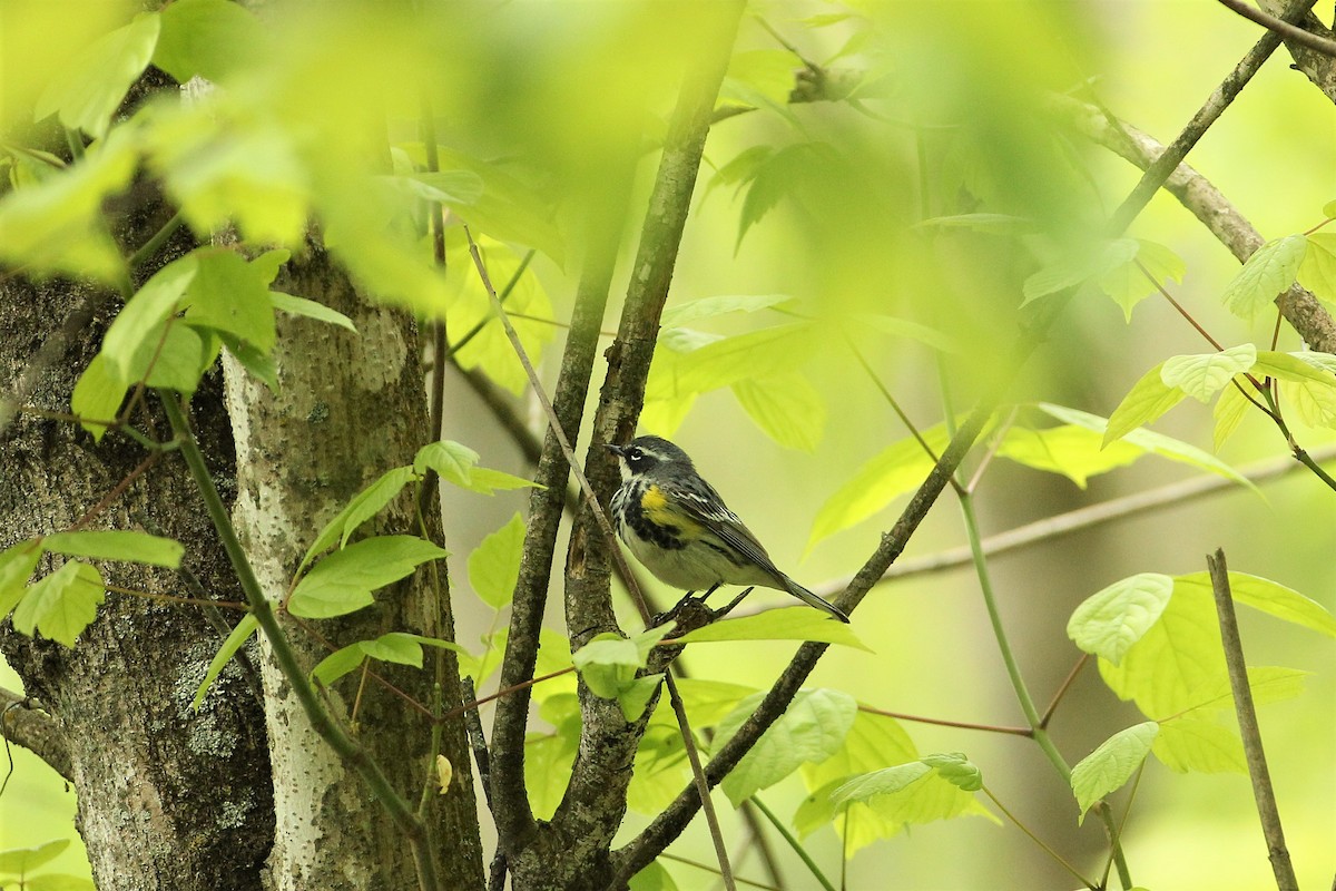 Yellow-rumped Warbler - Wolf Jedamski