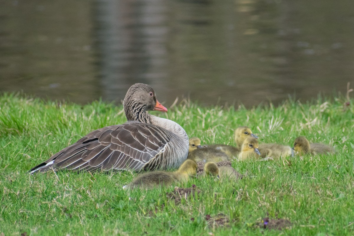 Graylag Goose - ML561820011