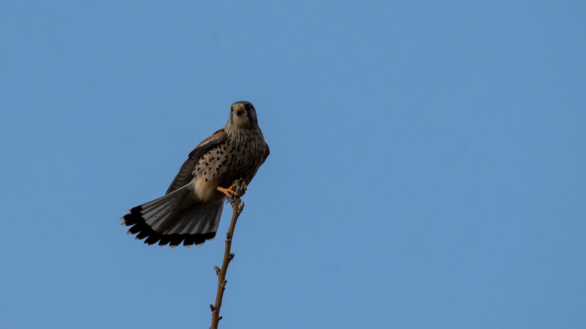 Lesser Kestrel - ML561820141
