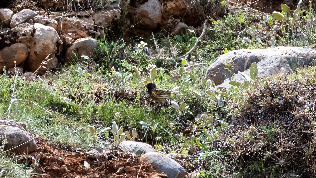 Fire-fronted Serin - ML561820261