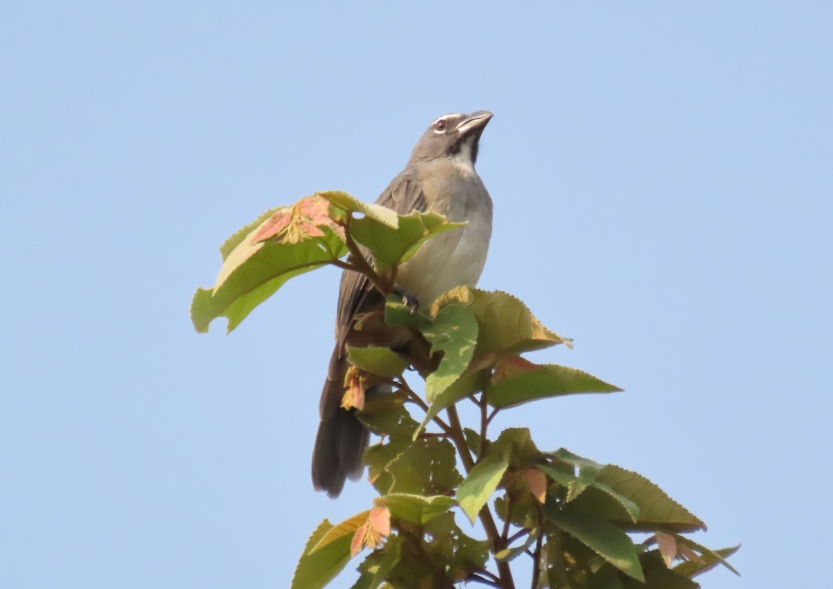 Olive-gray Saltator - ML561820281