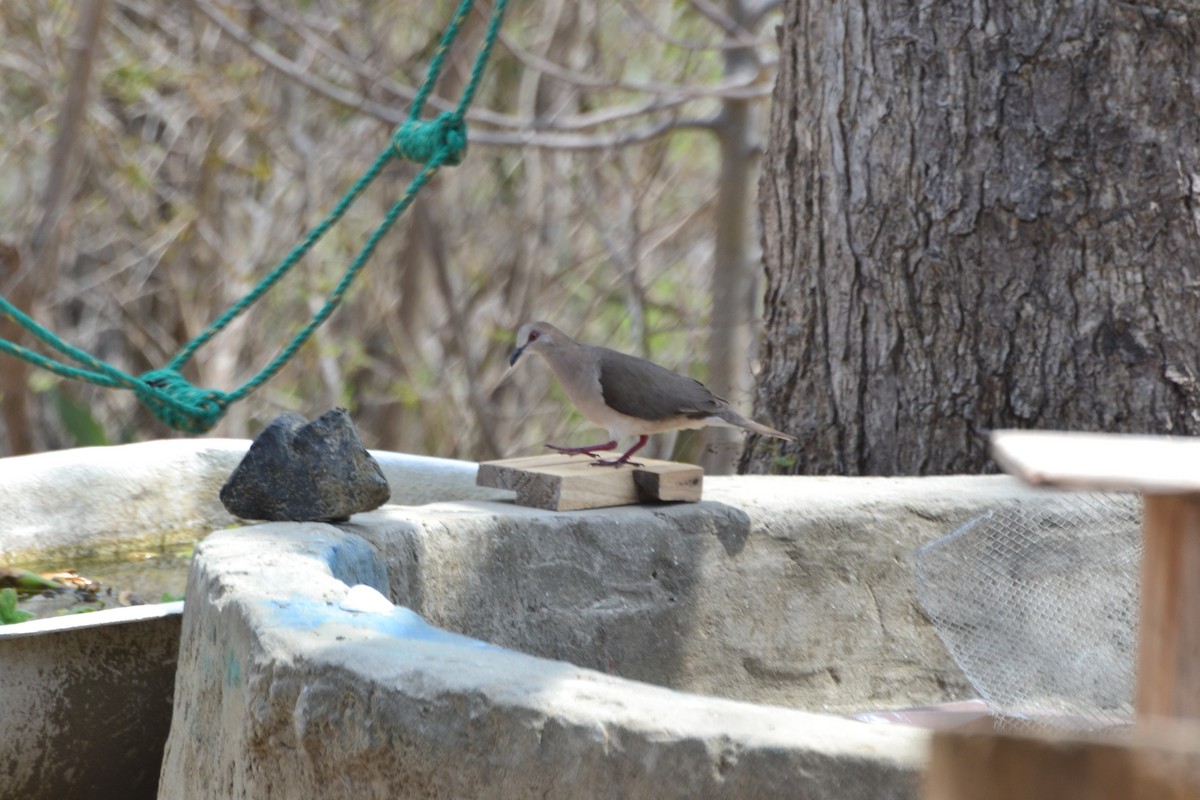 White-tipped Dove - ML56182041