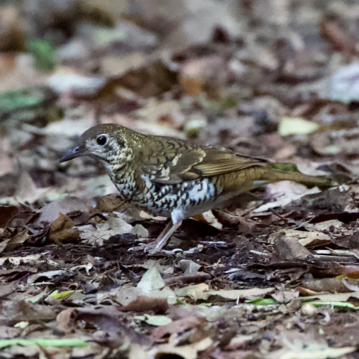 Russet-tailed Thrush - ML561820631