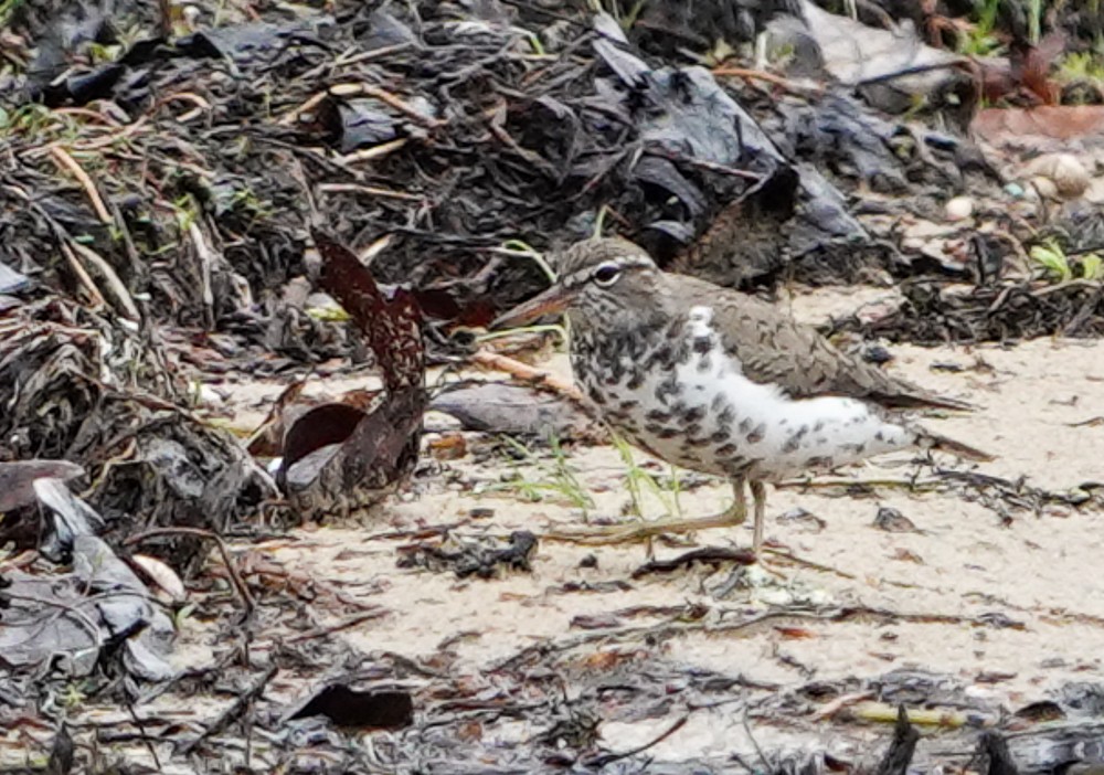 Spotted Sandpiper - ML561821321