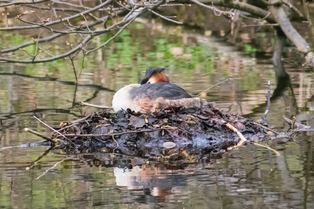 Great Crested Grebe - Dorthy Fang