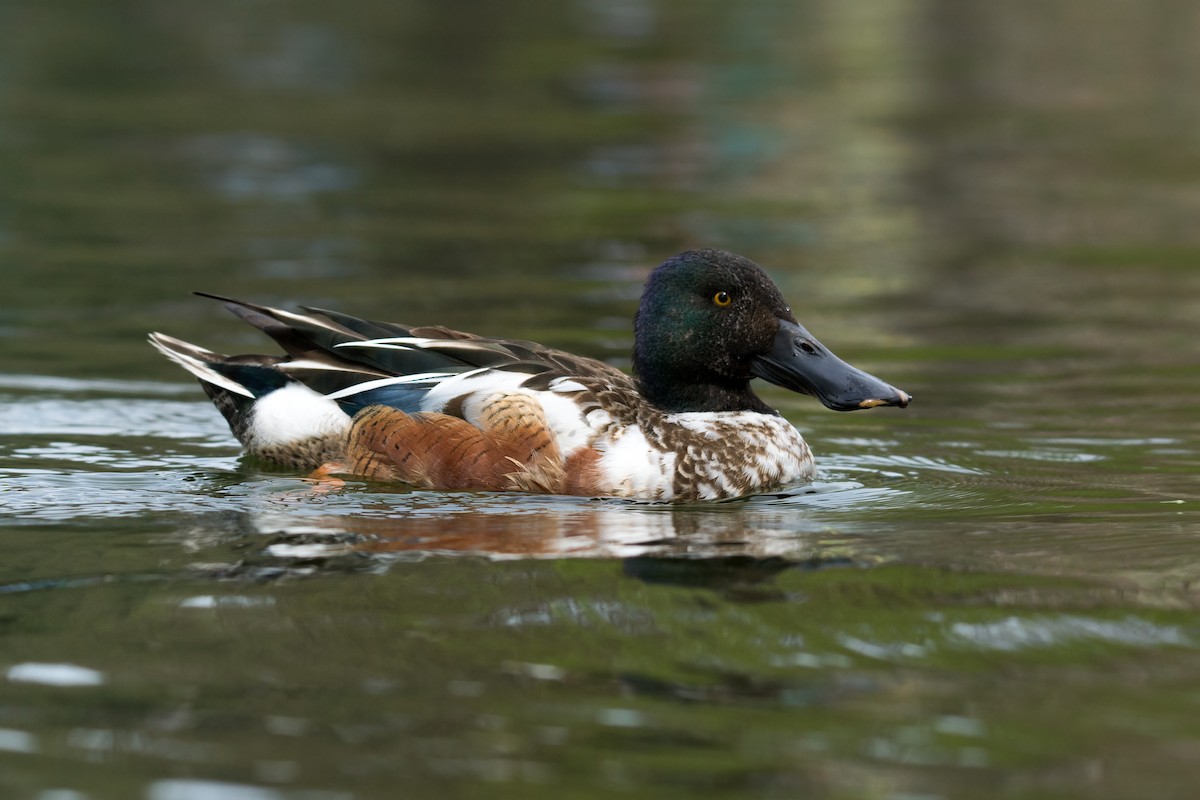 Northern Shoveler - ML56182211