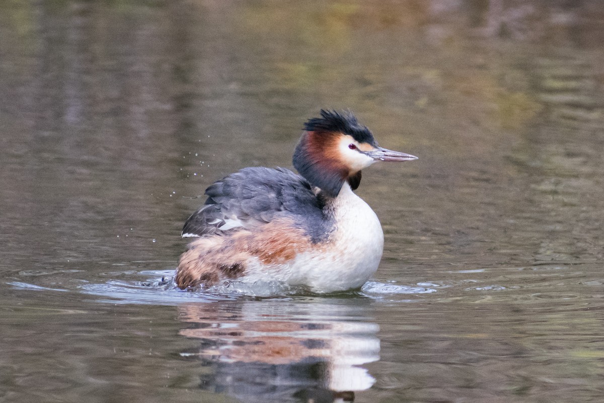 Great Crested Grebe - Dorthy Fang