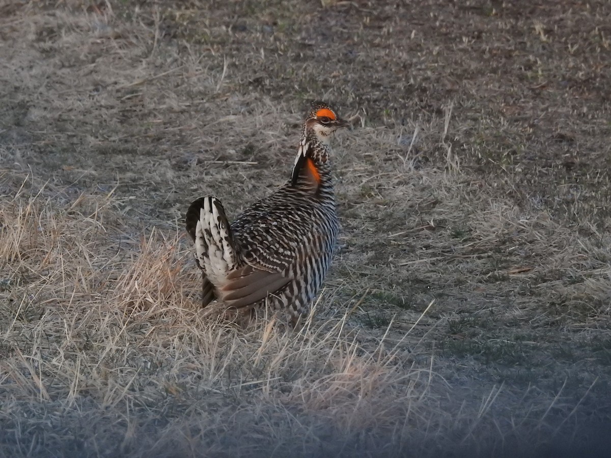 Greater Prairie-Chicken - ML561823011