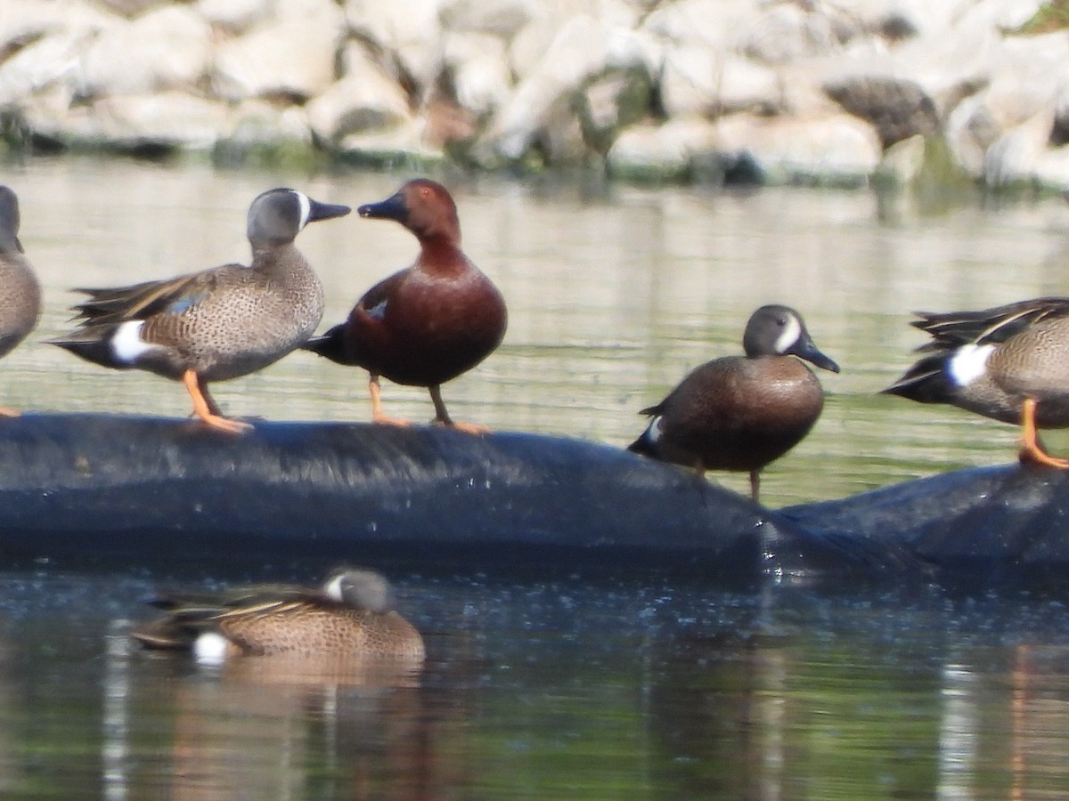 Cinnamon Teal - ML561823031