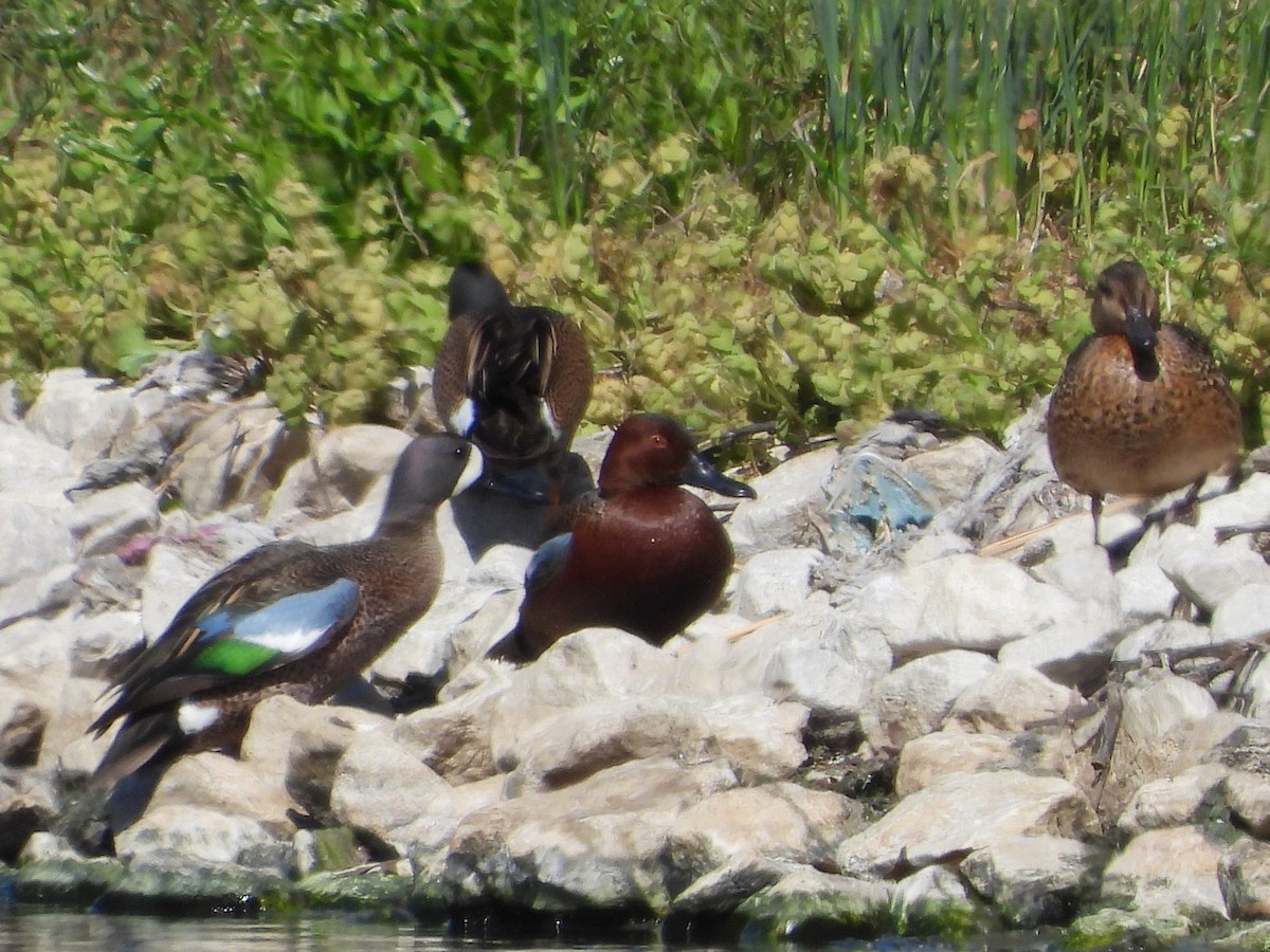 Cinnamon Teal - ML561823051