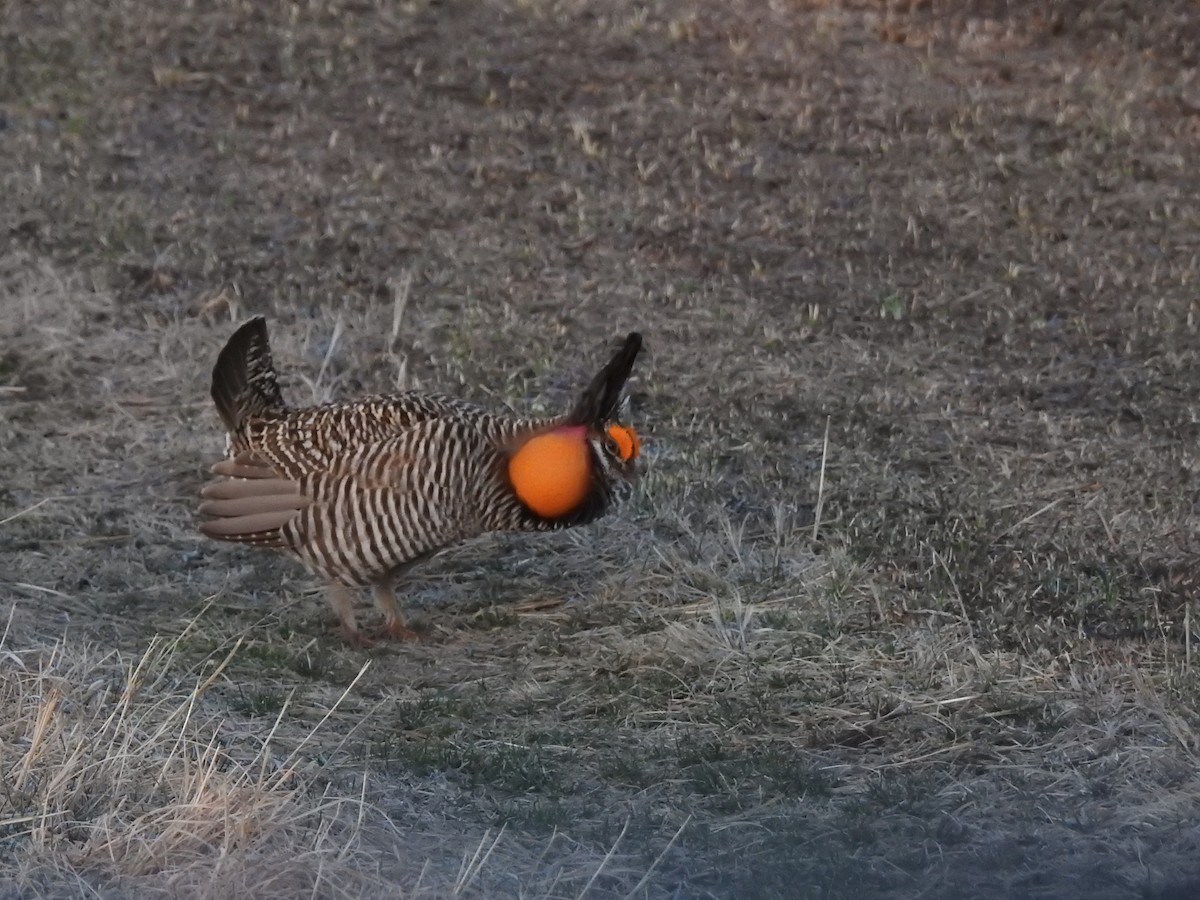 Greater Prairie-Chicken - ML561823171