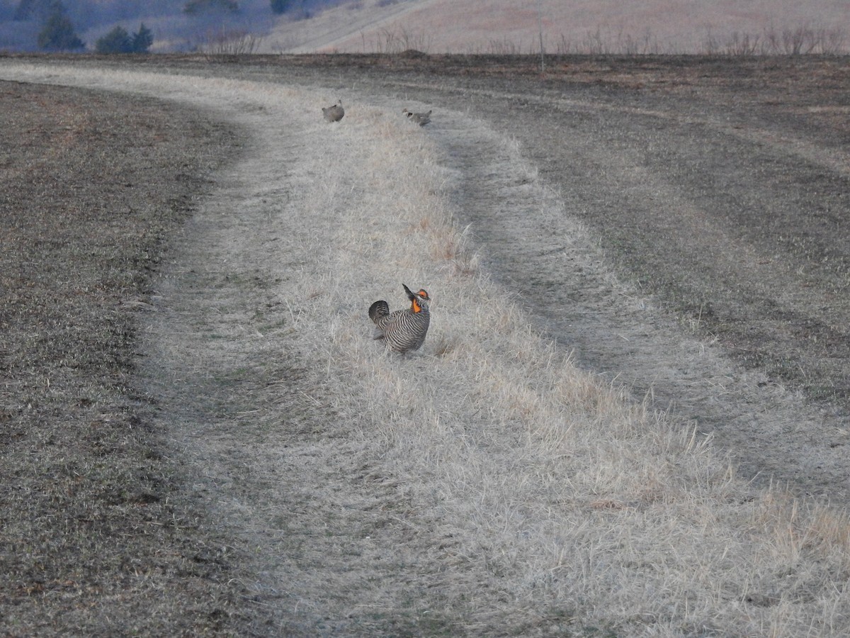Greater Prairie-Chicken - ML561823351