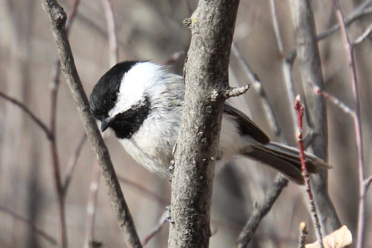 Black-capped Chickadee - ML561823451