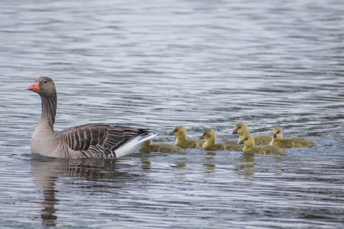 Graylag Goose - Dorthy Fang