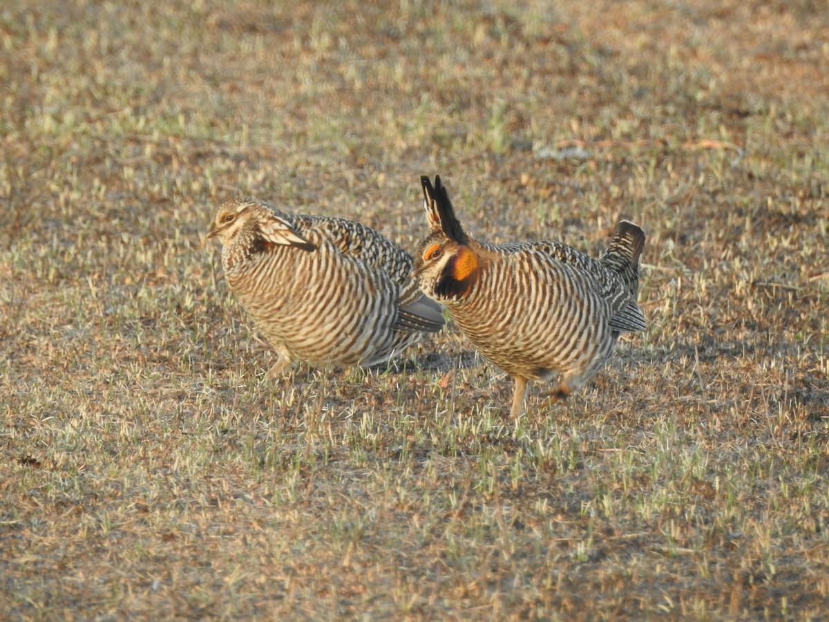 Greater Prairie-Chicken - Alice Boyle