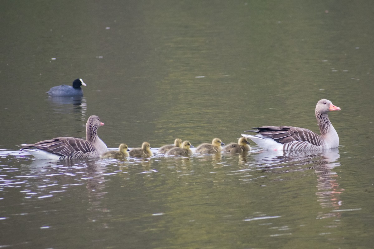 Graylag Goose - ML561823731