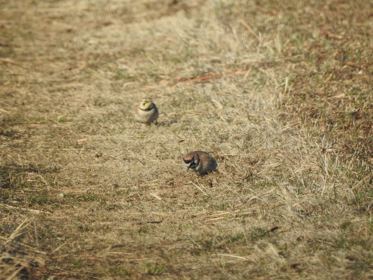 Horned Lark - ML561824271