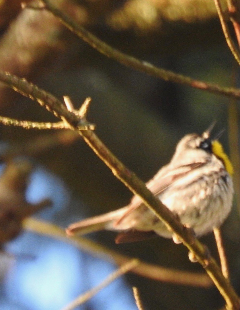 Yellow-throated Warbler - ML561824441