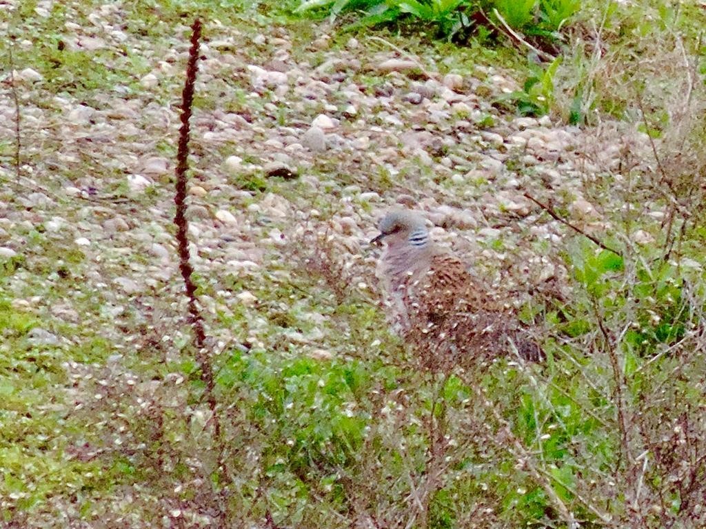 European Turtle-Dove - ML561825271